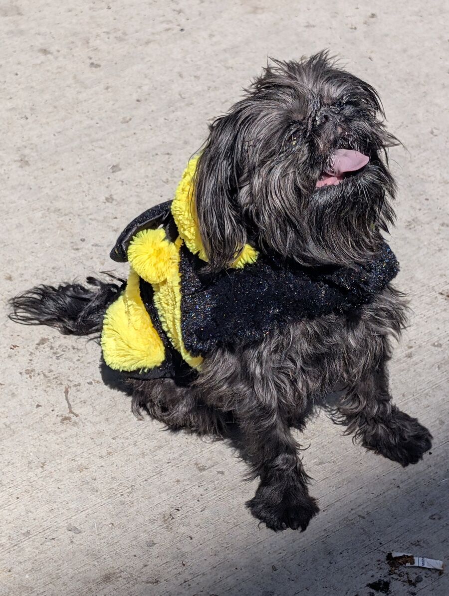 A small black dog in a bee costume